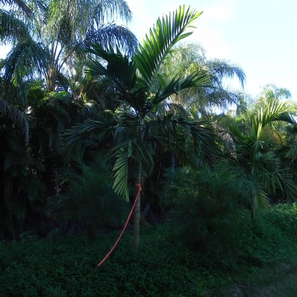 Alexander Palm Ptychosterma Elegans Palmco Wholesale Palms Florida