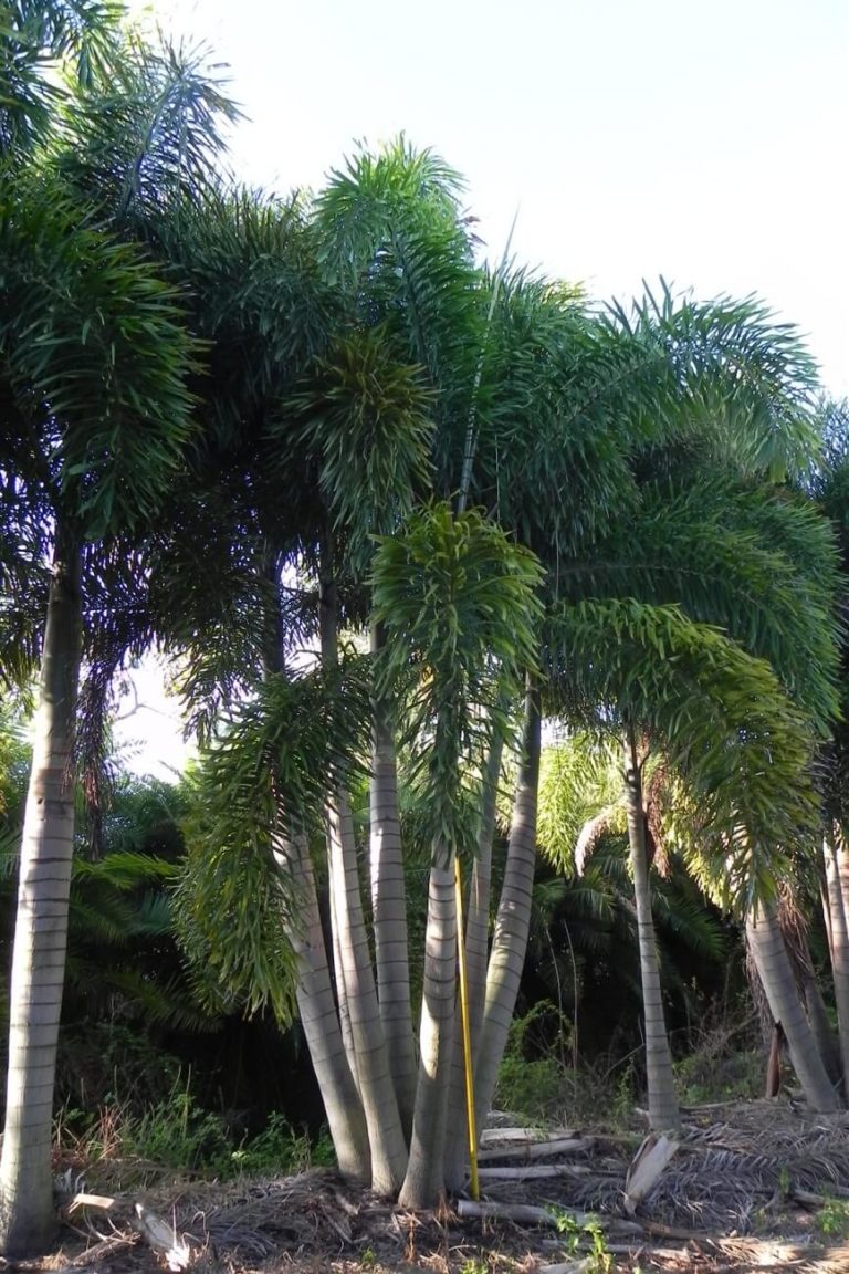 Foxtail Palm Wodyetia Bifurcata Palmco Wholesale Palms Florida 0309