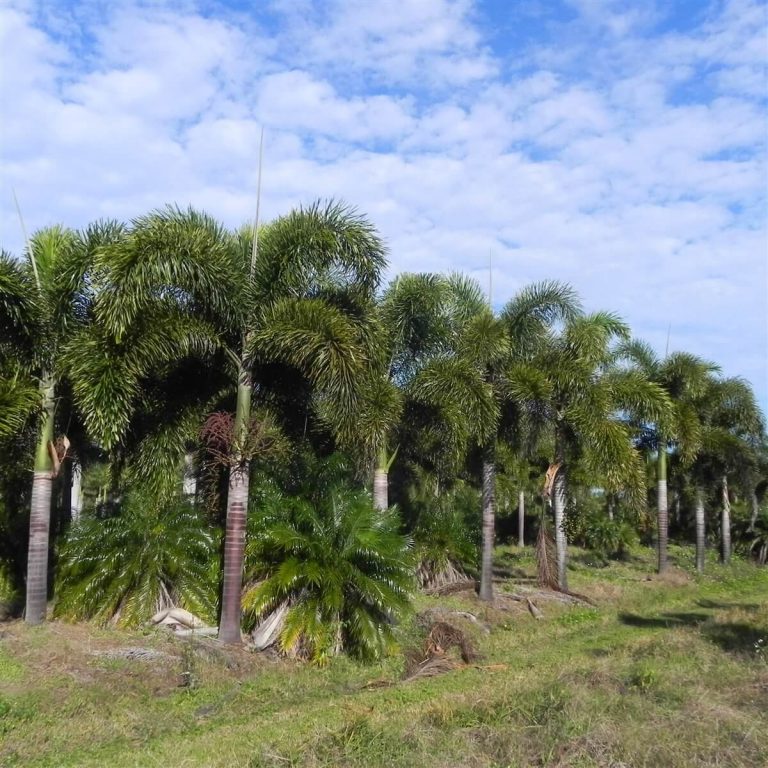 Foxtail Palm Wodyetia Bifurcata Palmco Wholesale Palms Florida 8855