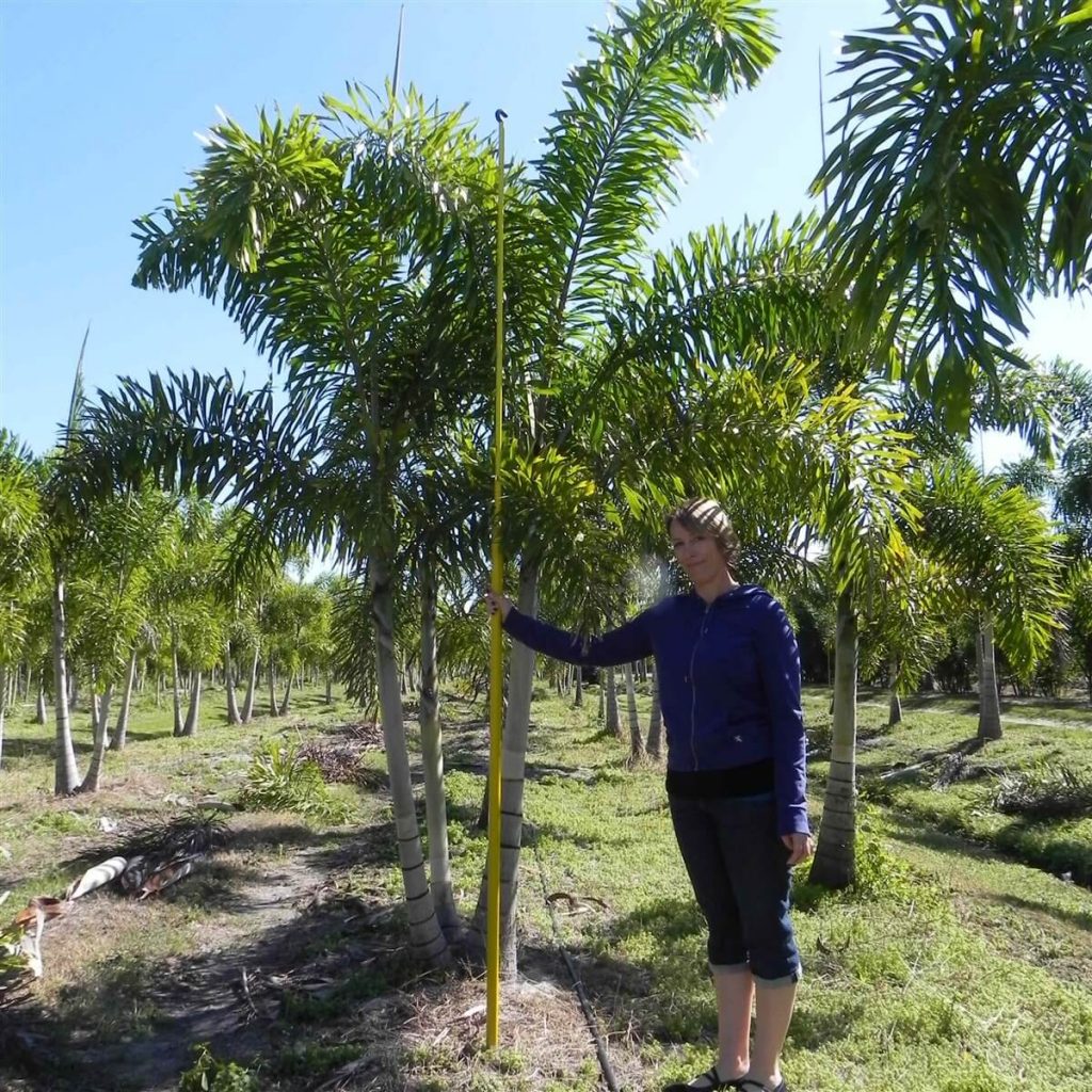 Foxtail Palm Wodyetia Bifurcata Palmco Wholesale Palms Florida 3345