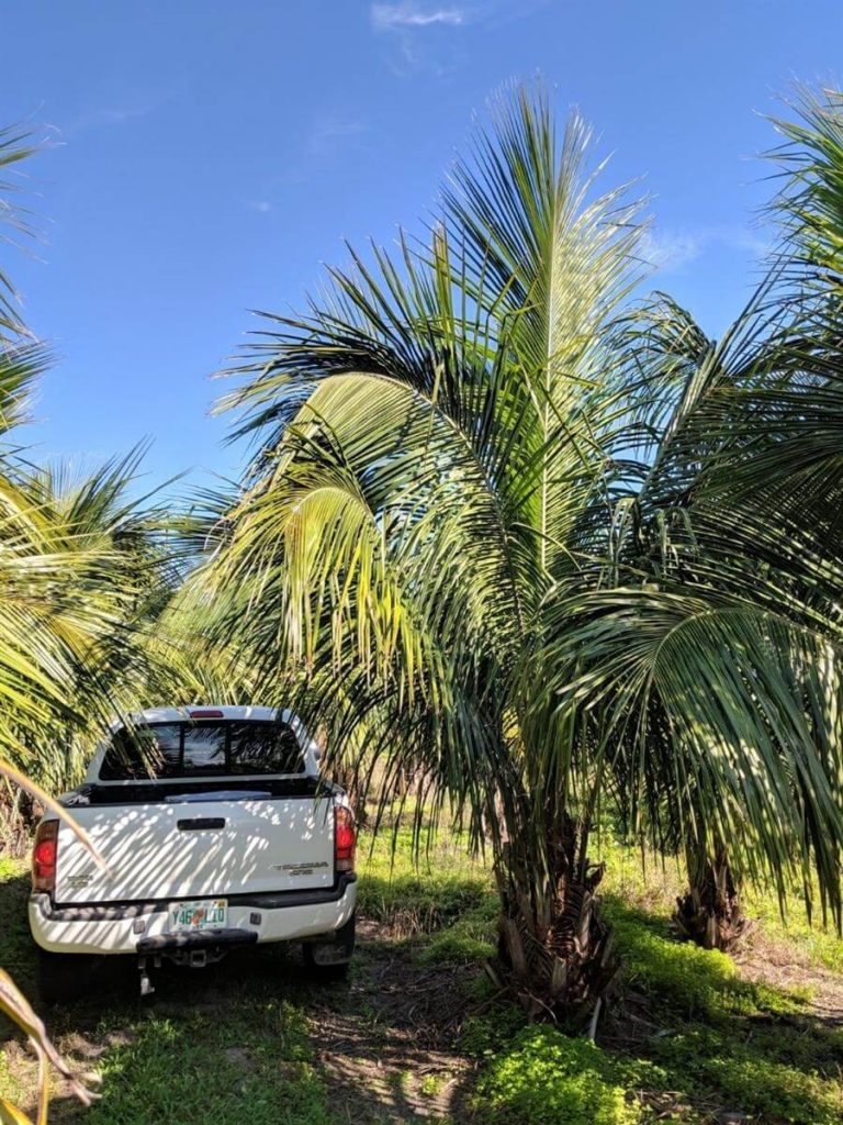 High Plateau Coconut Palm | Beccariophoenix Alfredii | Palmco