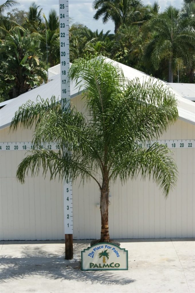 Queen Palm | Syagrus Romanzoffiana | Palmco - Wholesale Palms, Florida