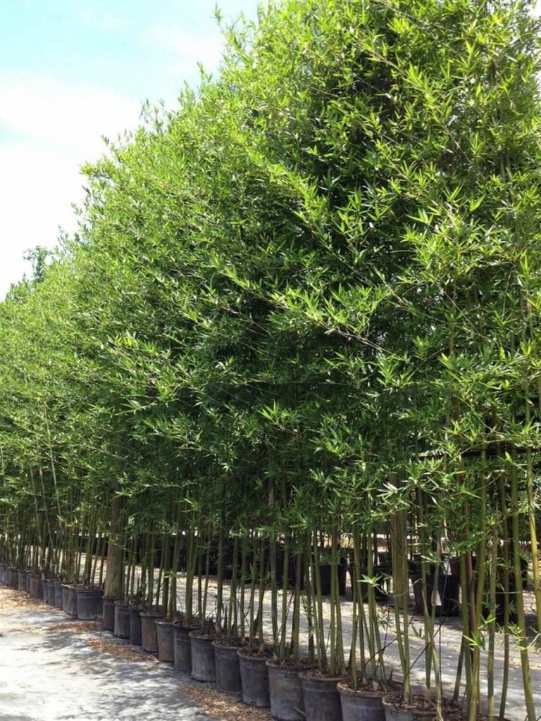 Seabreeze Bamboo Bambusa Malingensis Palmco Wholesale Bamboo Florida