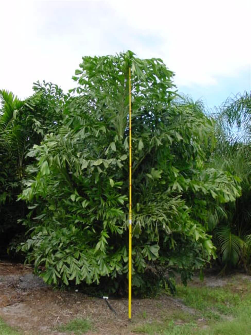 palm-tree-nursery-near-me-palmco