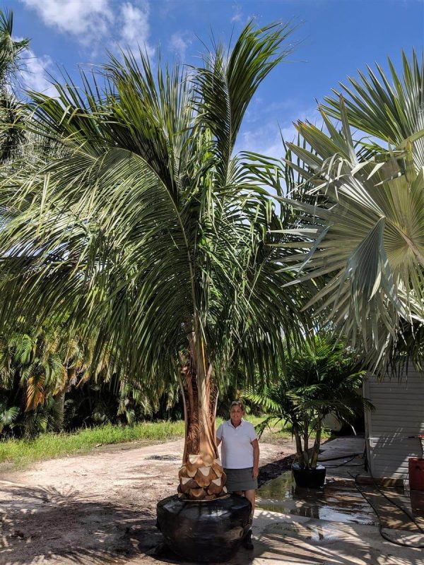 Palm Trees for Sale in The Villages, Florida Palmco